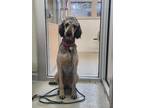 Sophie Poodle (Standard) Adult Female