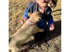 Poppy American Pit Bull Terrier Puppy Female