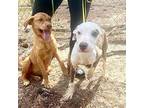 Ava Mixed Breed (Medium) Puppy Female