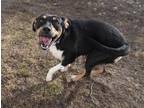 Macy Rottweiler Young Female
