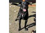 Sully Labrador Retriever Adult Male