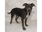 Kroger American Pit Bull Terrier Adult Male