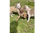 Hugs Mixed Breed (Large) Puppy Female