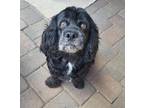 Buddy Cocker Spaniel Adult Male
