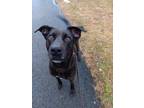 Taylor Labrador Retriever Adult Female
