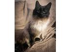 Jinxy and Chomp Siamese Adult Female