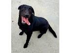 Rex Labrador Retriever Adult Male