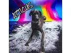 Atticus Great Dane Adult Male