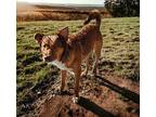 FINNEGAN Australian Kelpie Young Male