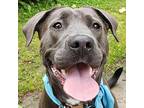 Platinum(Grey) Labrador Retriever Adult Female