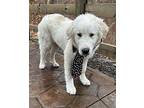 Presley Great Pyrenees Puppy Male