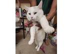 Jack Frost Turkish Angora Adult Male