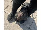 Eleven American Staffordshire Terrier Young Female