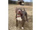Dino American Staffordshire Terrier Young Male