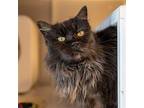 Salem Luna Domestic Longhair Senior Female