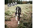 Sam Great Dane Adult Male