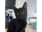 Onyx Domestic Shorthair Kitten Male
