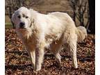 ODIN Great Pyrenees Adult Male