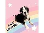 Lady Valentine Great Dane Female