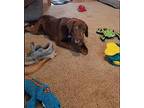 MILLIE Labrador Retriever Young Female