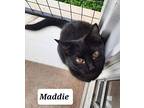 6307 Maddie Domestic Shorthair Kitten Female