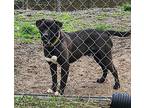 Bugg Labrador Retriever Adult Male
