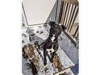Stanley Labrador Retriever Young Male
