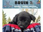 Bruin German Shepherd Dog Young Male
