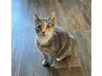 Cali Domestic Shorthair Senior Female