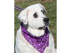 Isabell (Spayed) Pics 3/3/2024 American Pit Bull Terrier Adult Female