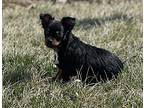 Newt Mixed Breed (Medium) Puppy Female