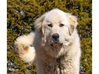 THOR Great Pyrenees Young Male