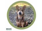Junie B Mixed Breed (Medium) Puppy Female