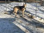 Molly German Shepherd Dog Young Female