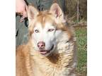 Polo (Photos 3/4/2024) Husky Adult Male