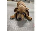 Salsa Terrier (Unknown Type, Medium) Puppy Female
