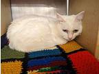 Sky Turkish Angora Adult Female