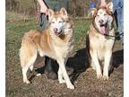 Polo and Marco Husky Adult Male