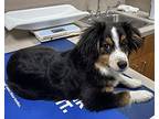 Nugget- Mini Aussie Australian Shepherd Puppy Male