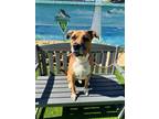 Scout Black Mouth Cur Adult Male