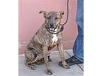KAI Plott Hound Young Male