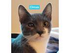Circus Domestic Shorthair Kitten Female