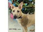 Remington German Shepherd Dog Young Male