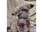 Mia Shih Tzu Puppy Male