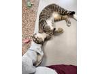 Olivia Domestic Shorthair Kitten Female