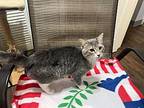 Aiden Domestic Shorthair Kitten Male