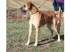 Buddy (Neutered) Great Dane Adult Male