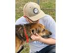 Grunt German Shepherd Dog Adult Male