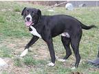 McFlurry Labrador Retriever Young Male