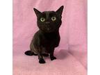Angel Domestic Shorthair Adult Female